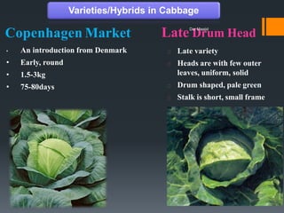 Copenhagen Market
• An introduction from Denmark
• Early, round
• 1.5-3kg
• 75-80days
Late variety
Heads are with few outer
leaves, uniform, solid
Drum shaped, pale green
Stalk is short, small frame
Late Drum Head
Varieties/Hybrids in Cabbage
Dar Maajid
 