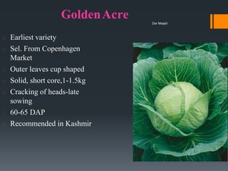 GoldenAcre
Earliest variety
Sel. From Copenhagen
Market
Outer leaves cup shaped
Solid, short core,1-1.5kg
Cracking of heads-late
sowing
60-65 DAP
Recommended in Kashmir
Dar Maajid
 