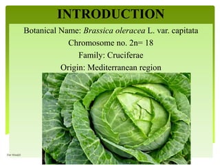 INTRODUCTION
Botanical Name: Brassica oleracea L. var. capitata
Chromosome no. 2n= 18
Family: Cruciferae
Origin: Mediterranean region
Dar Maajid
 