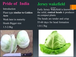 Pride of India
Introduction
Plant type similar to Golden
Acre
Week later in maturity
Heads Bigger size
1.5-2.0kg
Jersey wakefield
Early Jersey Wakefield is known for
the solid, conical heads it produces
on compact plants
The heads are tender and crisp
55-60 days for head formation
1.0-1.5kg
Dar Maajid
 