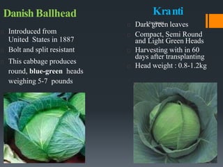 Danish Ballhead
Introduced from
United States in 1887
Bolt and split resistant
This cabbage produces
round, blue-green heads
weighing 5-7 pounds
Kranti
Dark green leaves
Compact, Semi Round
and Light Green Heads
Harvesting with in 60
days after transplanting
Head weight : 0.8-1.2kg
Dar Maajid
 