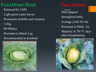 PusaDrum Head
Released by IARI
Light green outer leaves
Prominent midribs and venation
3-4kg
80-90days
Resistant to Black Leg
Recommended in Kashmir
Pusa Mukta
Well adapted
throughout India.
Average yield 30 t/ha
Resistant to black rot.
Maturity in 70-75 days
after transplanting
Dar Maajid
 