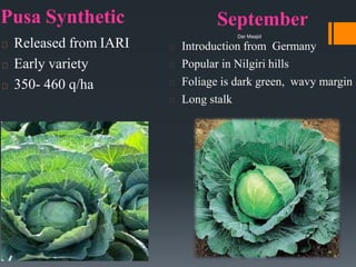 Pusa Synthetic
Released from IARI
Early variety
350- 460 q/ha
September
Introduction from Germany
Popular in Nilgiri hills
Foliage is dark green, wavy margin
Long stalk
Dar Maajid
 
