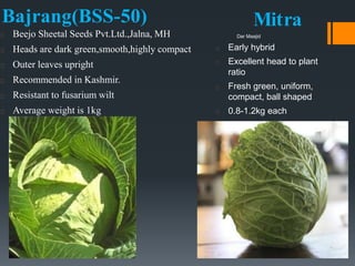 Bajrang(BSS-50)
Beejo Sheetal Seeds Pvt.Ltd.,Jalna, MH
Heads are dark green,smooth,highly compact
Outer leaves upright
Recommended in Kashmir.
Resistant to fusarium wilt
Average weight is 1kg
Mitra
Early hybrid
Excellent head to plant
ratio
Fresh green, uniform,
compact, ball shaped
0.8-1.2kg each
Dar Maajid
 