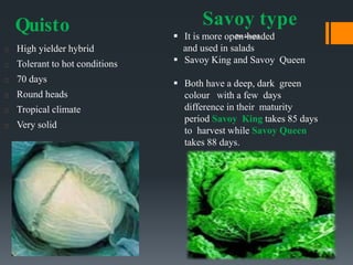 Quisto
High yielder hybrid
Tolerant to hot conditions
70 days
Round heads
Tropical climate
Very solid
Savoy type
 It is more open-headed
and used in salads
 Savoy King and Savoy Queen
 Both have a deep, dark green
colour with a few days
difference in their maturity
period Savoy King takes 85 days
to harvest while Savoy Queen
takes 88 days.
Dar Maajid
 