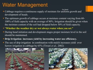 Water Management
 Cabbage requires a continuous supply of moisture for uniform growth and
development of heads.
 The optimum growth of cabbage occurs at moisture content varying from 60-
100% of field capacity with an average of 80%. Irrigation should be given when
the moisture content of the soil had dropped below 50% of field capacity.
 “Whether the weather dry or wet always water when you set.”
 During head initiation and development stages proper moisture level in the soil
should be maintained.
 Drip Irrigation increases yield by increasing water use efficiency.
 The use of drip irrigation in combination with mulch increases yield over
furrow irrigation in cabbage by 65% (Tiwari et al., 2002)
Dar Maajid
 