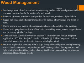 Weed Management
 In cabbage intercultural operations are necessary to check the weed growth and to
conserve moisture by the formation of a soil mulch.
 Removal of weeds eliminates competition for moisture, nutrients, light and air.
 Weeds can be controlled either manually or by the use of herbicides or a blend of
both.
 Due to shallow root system of cabbage, deep hoeing should always be avoided.
 Use of black polythene mulch is effective in controlling weeds, conserving moisture
and increasing yield of cabbage.
 Chemical weed control is economic because it saves time and labour. Preplant
application of Trifluralin @ 0.5 litre/ha or Basalin @ 0.5 litre/ha gave excellent
control of monocot as well as dicot weeds with higher yield.
 Pre plant application of stomp 30EC (1kg a.i /ha) followed by first hoeing/weeding
at the critical crop weed competition period 35-40 days after planting and second
light hoeing/weeding 60 days after planting is effective in controlling most annual
grasses and broad leaved weeds.
Dar Maajid
 