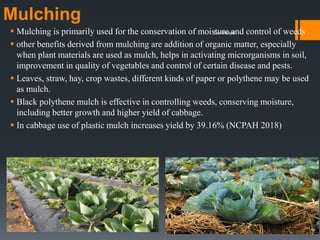 Mulching
 Mulching is primarily used for the conservation of moisture and control of weeds
 other benefits derived from mulching are addition of organic matter, especially
when plant materials are used as mulch, helps in activating microrganisms in soil,
improvement in quality of vegetables and control of certain disease and pests.
 Leaves, straw, hay, crop wastes, different kinds of paper or polythene may be used
as mulch.
 Black polythene mulch is effective in controlling weeds, conserving moisture,
including better growth and higher yield of cabbage.
 In cabbage use of plastic mulch increases yield by 39.16% (NCPAH 2018)
Dar Maajid
 