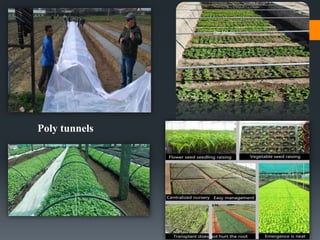 Poly tunnels Sunken Nursery
Dar Maajid
 