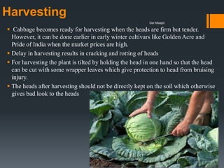 Harvesting
 Cabbage becomes ready for harvesting when the heads are firm but tender.
However, it can be done earlier in early winter cultivars like Golden Acre and
Pride of India when the market prices are high.
 Delay in harvesting results in cracking and rotting of heads
 For harvesting the plant is tilted by holding the head in one hand so that the head
can be cut with some wrapper leaves which give protection to head from bruising
injury.
 The heads after harvesting should not be directly kept on the soil which otherwise
gives bad look to the heads
Dar Maajid
 