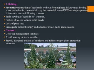  3. Bolting;
 Premature formation of seed stalk without forming head is known as bolting. It
is not desirable in commercial crop but essential in seed production programme.
It is caused due to following reasons;
 Early sowing of seeds in hot weather.
 Failure of leaves to form solid heads.
 Lack of pure seed
 Inadequate nutrient supply and attack of insect pests and diseases.
 Control:
 Growing bolt resistant varieties
 Avoid sowing in warm weather.
 Supply adequate amount of nutrients and follow proper plant protection
measures
Dar Maajid
 