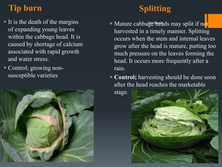 Tip burn Splitting
 It is the death of the margins
of expanding young leaves
within the cabbage head. It is
caused by shortage of calcium
associated with rapid growth
and water stress.
 Control; growing non-
susceptible varieties
 Mature cabbage heads may split if not
harvested in a timely manner. Splitting
occurs when the stem and internal leaves
grow after the head is mature, putting too
much pressure on the leaves forming the
head. It occurs more frequently after a
rain.
 Control; harvesting should be done soon
after the head reaches the marketable
stage.
Dar Maajid
 