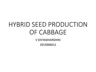 HYBRID SEED PRODUCTION
OF CABBAGE
V DIVYADHARSHINI
2015006012
 