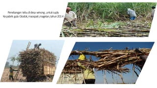 Penebangan tebudidesa winong ,untuksuply
Kepabrik gula Glodok,maospati,magetan,tahun2014
 