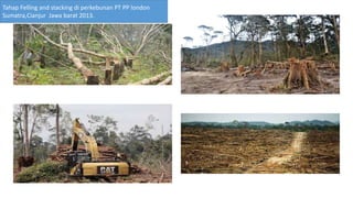Tahap Felling and stacking di perkebunan PT PP london
Sumatra,Cianjur Jawa barat 2013.
 