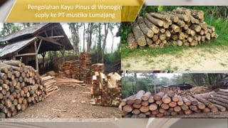 Pengolahan Kayu Pinus di Wonogiri
suply ke PT mustika Lumajang
 