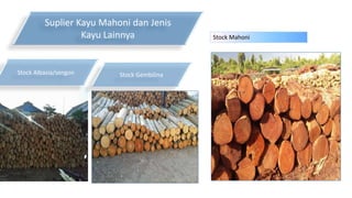 Suplier Kayu Mahoni dan Jenis
Kayu Lainnya
Stock Albasia/sengon Stock Gembilina
Stock Mahoni
 