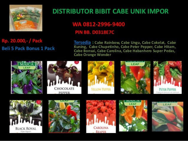 wa 0812 2996 9400 jual bibit cabe rainbow bibit cabe wa 0812 2996 9400 jual bibit cabe rainbow bibit cabe