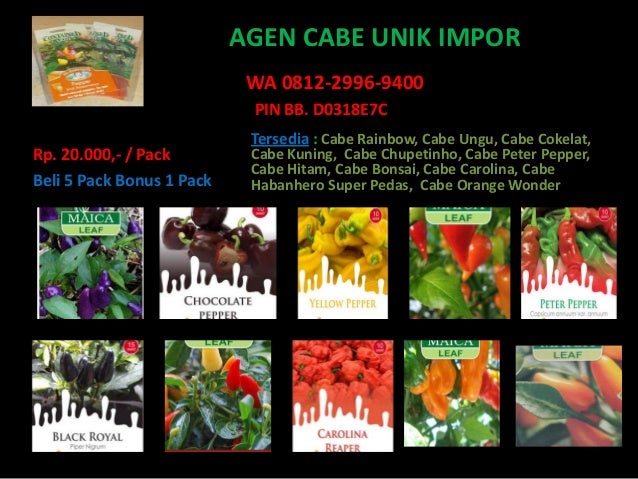 promo wa 0812 2996 9400 bibit cabe rainbow cabe bolivian rainbow promo wa 0812 2996 9400 bibit cabe rainbow cabe bolivian rainbow