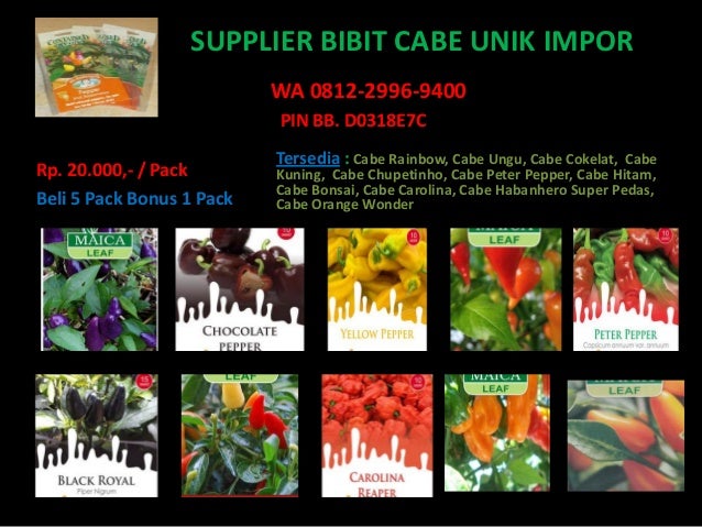 promo wa 0812 2996 9400 bibit cabe rainbow cabe promo wa 0812 2996 9400 bibit cabe rainbow cabe
