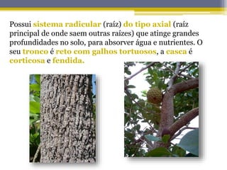 Possui sistema radicular (raíz) do tipo axial (raíz
principal de onde saem outras raízes) que atinge grandes
profundidades no solo, para absorver água e nutrientes. O
seu tronco é reto com galhos tortuosos, a casca é
corticosa e fendida.
 