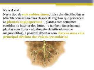 Raiz Axial
Neste tipo de raiz subterrânea, típica das dicotiledôneas
(dicotiledôneas são duas classes de vegetais que pertencem
às plantas angiospermas - plantas com sementes
contidas no interior dos frutos - e também fanerógamas -
plantas com flores - atualmente classificadas como
magnoliófitas), é possível detectar com clareza uma raiz
principal distinta das raízes secundárias
 