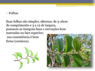 • Folhas
Suas folhas são simples, alternas, de 5-16cm
de comprimento e 3 a 12 de largura,
possuem as margens lisas e nervações bem
marcadas na face superior;
sua consistência é bem
firme (coriácea).
 