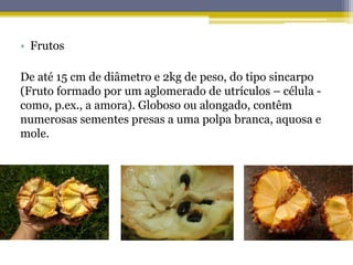 • Frutos
De até 15 cm de diâmetro e 2kg de peso, do tipo sincarpo
(Fruto formado por um aglomerado de utrículos – célula -
como, p.ex., a amora). Globoso ou alongado, contêm
numerosas sementes presas a uma polpa branca, aquosa e
mole.
 
