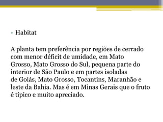 • Habitat
A planta tem preferência por regiões de cerrado
com menor déficit de umidade, em Mato
Grosso, Mato Grosso do Sul, pequena parte do
interior de São Paulo e em partes isoladas
de Goiás, Mato Grosso, Tocantins, Maranhão e
leste da Bahia. Mas é em Minas Gerais que o fruto
é típico e muito apreciado.
 
