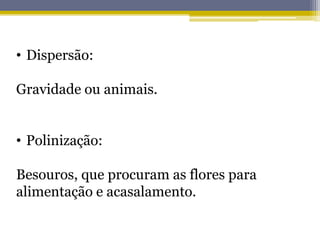 • Dispersão:
Gravidade ou animais.
• Polinização:
Besouros, que procuram as flores para
alimentação e acasalamento.
 