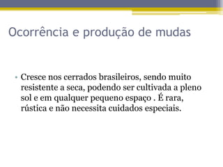 • Cresce nos cerrados brasileiros, sendo muito
resistente a seca, podendo ser cultivada a pleno
sol e em qualquer pequeno espaço . É rara,
rústica e não necessita cuidados especiais.
Ocorrência e produção de mudas
 