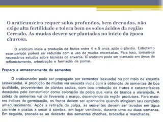 O araticunzeiro requer solos profundos, bem drenados, não
exige alta fertilidade e tolera bem os solos ácidos da região
Cerrado. As mudas devem ser plantadas no início da época
chuvosa.
 