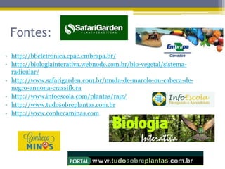 Fontes:
• http://bbeletronica.cpac.embrapa.br/
• http://biologiainterativa.webnode.com.br/bio-vegetal/sistema-
radicular/
• http://www.safarigarden.com.br/muda-de-marolo-ou-cabeca-de-
negro-annona-crassiflora
• http://www.infoescola.com/plantas/raiz/
• http://www.tudosobreplantas.com.br
• http://www.conhecaminas.com
 