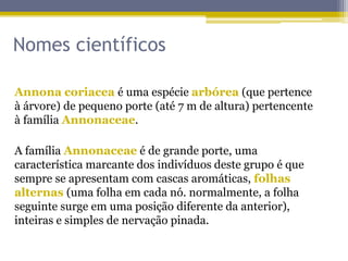 Nomes científicos
Annona coriacea é uma espécie arbórea (que pertence
à árvore) de pequeno porte (até 7 m de altura) pertencente
à família Annonaceae.
A família Annonaceae é de grande porte, uma
característica marcante dos indivíduos deste grupo é que
sempre se apresentam com cascas aromáticas, folhas
alternas (uma folha em cada nó. normalmente, a folha
seguinte surge em uma posição diferente da anterior),
inteiras e simples de nervação pinada.
 