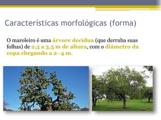 Características morfológicas (forma)
O maroleiro é uma árvore decídua (que derruba suas
folhas) de 2,5 a 3,5 m de altura, com o diâmetro da
copa chegando a 2–4 m.
 