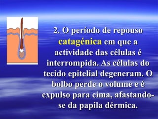 2. O período de repouso
     catagénica em que a
    actividade das células é
 interrompida. As células do
tecido epitelial degeneram. O
   bolbo perde o volume e é
expulso para cima, afastando-
     se da papila dérmica.
 
