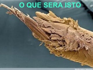 O QUE SERA ISTO
 