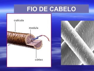 FIO DE CABELO
 