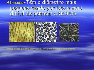 Africano-Têm    o diâmetro mais
   pequeno sendo por isso o mais
   difícil de pentear CRESPOS




cresce quase paralelo ao escalpe, torcendo em torno dele mesmo.
 