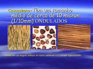 Caucaseano-Têm  um tamanho
      médio de cerca de 10 micron
      (1/10mm) ONDULADOS




Cresce em um ângulo obliquo ao couro cabeludo e é curvado ligeiramente.
 