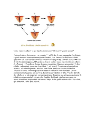 Como cresce o cabelo? O que é ciclo em mosaico? Ele morre? Quanto cresce?

É normal caírem diariamente, em torno de 75 a 130 fios de cabelos por dia. Geralmente
a queda aumenta no verão e em algumas fases da vida. Isto ocorre devido ao cabelo
apresentar um ciclo de vida chamado “em mosaico”(figura 5). De todos os 120.000 fios
de cabelos de uma pessoa, 85% estão na fase de anáfase ou de crescimento dos cabelos
(5 a 7 anos); 15 % estão na fase de descanso ou catáfase (algumas semanas) e 5 % dos
cabelos estão caindo ou na fase de telófase (3 a 6 meses). Como o crescimento é em
mosaico, nós não chegamos a perceber estas fases, pois cada folículo ou família
folicular do couro cabeludo pode estar em fases diferentes num momento. Um ser
humano normal que não tem calvície, durante a sua vida tem de 20 a 30 ciclos de vida
dos cabelos e, se não os cortar, o seu comprimento do cabelo não ultrapassa a cintura. O
cabelo cresce em média 2 cm por mês. Os pêlos do bigode e da barba crescem em
menor velocidade, seguidos do restante do corpo, axilas, púbis sobrancelha e dos cílios,
que demoram 3 anos para crescer.
 