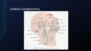 Cadeias Ganglionares
 