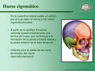 Departamento de Anatomía Humana, U. A. N. L. 
Hueso cigomático 
-En la superficie lateral existe un orificio por el cual salen el nervio y los vasos cigomaticofaciales 
-A partir de la apófisis frontal se extiende posteromedialmente una lámina de hueso que contribuye a la formación de la pared orbitaria lateral y la pared anterior de la fosa temporal 
-Orificios para la salida de las rama terminales del nervio cigomaticotemporal  