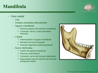 Departamento de Anatomía Humana, U. A. N. L. 
Mandíbula 
-Cara medial 
-Lisa 
-Crestas orientadas oblicuamente 
-Agujero mandibular: 
·Abertura superior del conducto mandibular 
·Contenido: nervio y vasos alveolares inferiores 
-Língula 
·Anterosuperior al agujero mandibular 
·Elevación de forma triangular 
·Inserción: ligamento esfenomandibular 
-Surco milohioideo 
·A partir del agujero mandibular 
·Dirección anteroinferior 
·Contenido: nervio del músculo milohioideo 
·Rugosidades para la inserción del músculo pterigoideo medial  