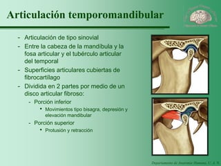 Departamento de Anatomía Humana, U. A. N. L. 
Articulación temporomandibular 
-Articulación de tipo sinovial 
-Entre la cabeza de la mandíbula y la fosa articular y el tubérculo articular del temporal 
-Superficies articulares cubiertas de fibrocartílago 
-Dividida en 2 partes por medio de un disco articular fibroso: 
-Porción inferior 
·Movimientos tipo bisagra, depresión y elevación mandibular 
-Porción superior 
·Protusión y retracción  