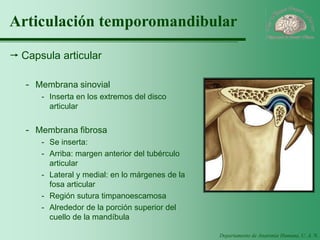 Departamento de Anatomía Humana, U. A. N. L. 
Articulación temporomandibular 
Capsula articular 
-Membrana sinovial 
-Inserta en los extremos del disco articular 
-Membrana fibrosa 
-Se inserta: 
-Arriba: margen anterior del tubérculo articular 
-Lateral y medial: en lo márgenes de la fosa articular 
-Región sutura timpanoescamosa 
-Alrededor de la porción superior del cuello de la mandíbula  