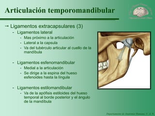 Departamento de Anatomía Humana, U. A. N. L. 
Articulación temporomandibular 
Ligamentos extracapsulares (3) 
-Ligamentos lateral 
-Mas próximo a la articulación 
-Lateral a la capsula 
-Va del tubérculo articular al cuello de la mandíbula 
-Ligamentos esfenomandibular 
-Medial a la articulación 
-Se dirige a la espina del hueso esfenoides hasta la língula 
-Ligamentos estilomandibular 
-Va de la apófisis estiloides del hueso temporal al borde posterior y el ángulo de la mandíbula  