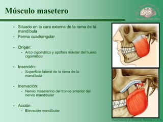 Departamento de Anatomía Humana, U. A. N. L. 
Músculo masetero 
-Situado en la cara externa de la rama de la mandíbula 
-Forma cuadrangular 
-Origen: 
-Arco cigomático y apófisis maxilar del hueso cigomático 
-Inserción: 
-Superficie lateral de la rama de la mandíbula 
-Inervación: 
-Nervio maseterino del tronco anterior del nervio mandibular 
-Acción: 
-Elevación mandibular  