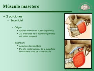 Departamento de Anatomía Humana, U. A. N. L. 
Músculo masetero 
2 porciones: 
-Superficial 
-Origen: 
·Apófisis maxilar del hueso cigomático 
·2/3 anteriores de la apófisis cigomática del hueso temporal 
-Inserción: 
·Ángulo de la mandíbula 
·Porción posteroinferior de la superficie lateral de la rama de la mandíbula  