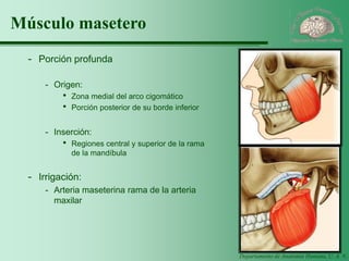 Departamento de Anatomía Humana, U. A. N. L. 
Músculo masetero 
-Porción profunda 
-Origen: 
·Zona medial del arco cigomático 
·Porción posterior de su borde inferior 
-Inserción: 
·Regiones central y superior de la rama de la mandíbula 
-Irrigación: 
-Arteria maseterina rama de la arteria maxilar  